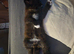 2 male fluffly tabbys