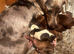 Dachshund xcross Chihuahua only 2 boys available