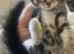 Maine coon mix bengal kitten