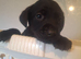 Labrador puppies * 3 LEFT* REDUCED PRICE