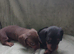 Dachshund Puppies for Sale