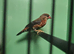 Pair strawberry finch