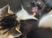Fluffy kitties ...please look at us