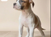 american bulldog puppies