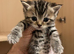Scottish Fold & Straight Kittens