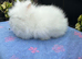 Lionhead Bunnies
