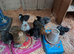 Pekins Bantams
