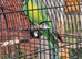 Lord Derby/ Derbyan Parrot
