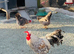 HATCHING EGGS, RIR,FCM, CLB, Light Sussex, Silkies, Collect Anglesey