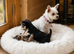2 female yorkies ready for their forever home