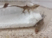 Sabanus anolis