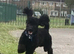 Black pure breed toy poodle