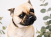Female pure bred pug