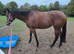 3yr old Bay tb filly 15.3