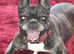 Frenchie wanted