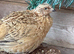 Male quail