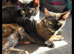 Rosie, Rehoming
