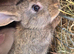 New Zealand bunny's Ready to go