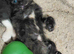 Ragdoll X kittens ready now