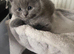 Champion lined British short haired blues