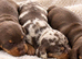 Miniature dachshund