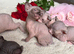 3 girls left Canadian Elf Sphynx