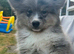 Adorable chow chow puppy