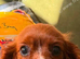 Cavalier King Charles Spaniel Puppy
