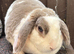 Adults and young available. Hypoallergenic fur.