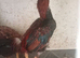 Pair of Brazilian game
