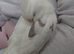 Hand reread silly tame DNA sexed baby cockatiels