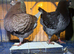 King pair