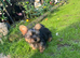 Male Yorkshire Terrier