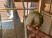Pineapple Conure