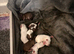 Shih Tzu for sale