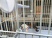 Zebra finches