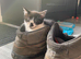 Cute Sister cats must go together