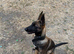 Belgium malinos puppy for rehoming 4 month old