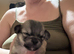 Chihuahuas forsale