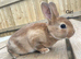 Pure bred mini Rex