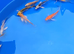small koi &pound;5 butterfly &pound;6