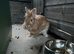 2 neutered & vaccinated Netherland dwarf x Lionhead