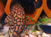 Honeycomb Plecos L519 Rio Itenez
