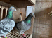 Racing pigeons for sale