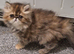 Stunning pure bred persian kittens bridgwater