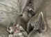 2 male French bulldog pups ready in 5 weeks