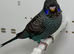 Black Face Black Wing budgie For Sale