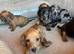 Beautiful Baby dachshunds