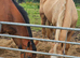 16hh palamino