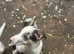 Border Collie pups